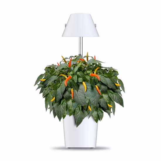Trinog Greenhouse – serre à herbes, système d'écran d'ombrage automatique avec système hydroponique