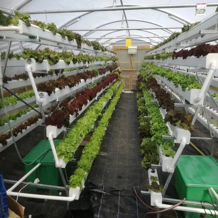 a Type Planting Frame Hydroponics Growing System for Greenhouse