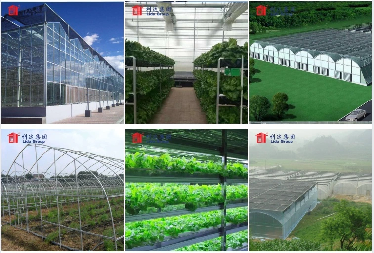 Multi-Span Agricultural Polycarbonate/PC Sheet Greenhouse