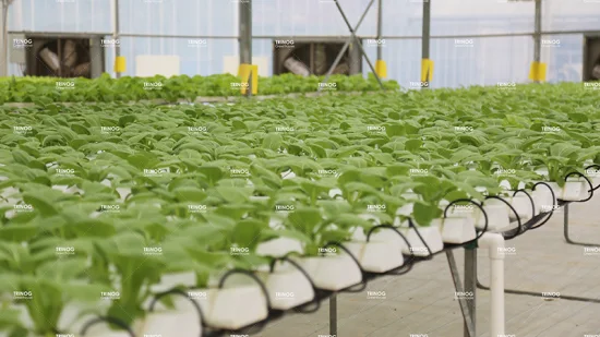 Système hydroponique d'installations agricoles agricoles à bon prix pour la plantation de laitue