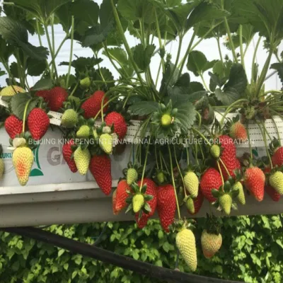 Matériaux de serre d'outil de jardin/matériaux de construction agricoles