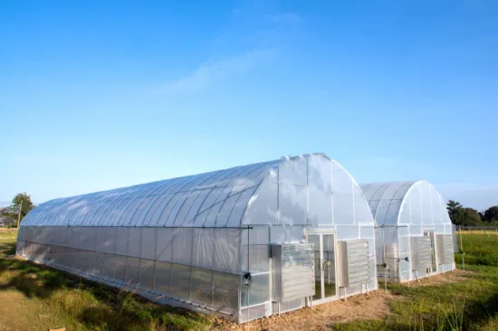 Grand prix du système d'irrigation de serre à tunnel de film multi-envergure