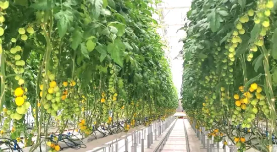 Système hydroponique vertical de canal Nft de ferme agricole pour serre écologique de symbiose de légumes et de poissons avec ventilateur de refroidissement/chauffage