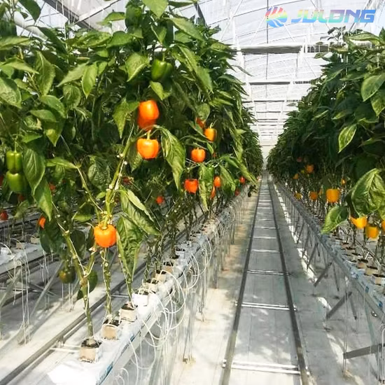 Structure en acier de serre agricole de tuyau d'acier de haute qualité avec revêtement en verre