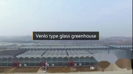 Venlo serre creuse double en verre trempé avec système de culture hydroponique pour légumes/fleurs/tomate/ferme/jardin/restaurant écologique/agriculture